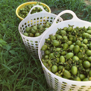 柿渋は最高品質といわれる南山城地方
（現在の京都府相楽郡、綴喜郡のあたり）産のみを使用。柿のタンニン含有量が違います。